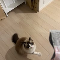 右前足を前に伸ばしながら開いている猫