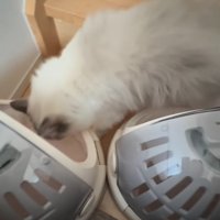 キャリーの中を見る猫