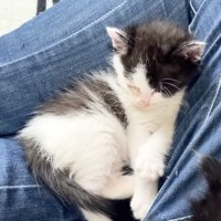 眠る白黒子猫