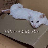 眠そうな猫