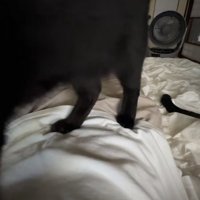 布団で寝る飼い主の体の上を歩く白黒猫