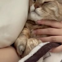撫でられる猫
