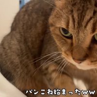 至近距離で布団をこねているミヌエット
