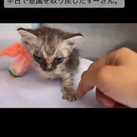 ボロボロの子猫