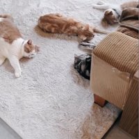 カーペットで眠る猫たち