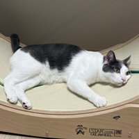 キャットホイールの上に寝そべる猫