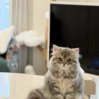 テーブルの上に座って飼い主を見つめる猫