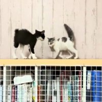やんのかステップでお互いを牽制している2匹の子猫