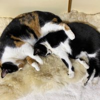 寄り添って眠る三毛猫とハチワレ猫
