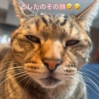不思議な表情の猫