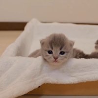 フチに顎を乗せた姿