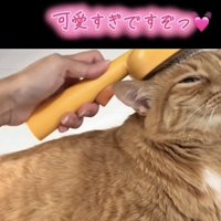 「可愛すぎですぞっ」のテロップ写真