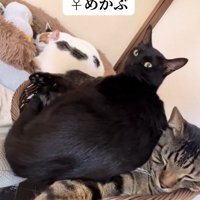 三匹並んで座っている猫