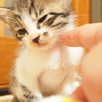 目を細める子猫