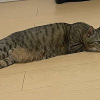 床で寝そべっているキジトラ猫