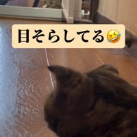 隠れている猫