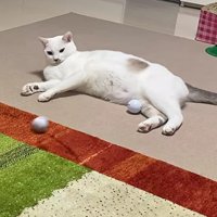 転がるゴルフボールを見つめる猫