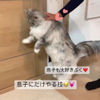 猫と男の子