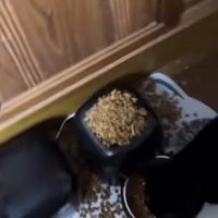 落ちているごはんに視線を戻すハチワレ猫