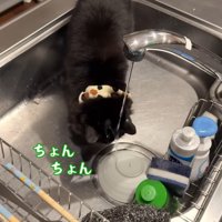 台所で水を飲む猫