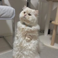 後ろ足で立ち上がっている猫