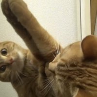 手を伸ばす猫