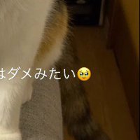 左右に揺れる猫のしっぽ
