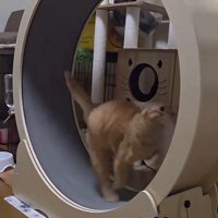 キャットホイールで走る猫