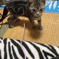 畳の上に立っている子猫