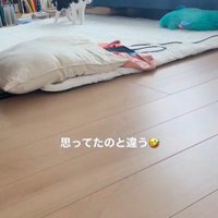 絨毯の上に立っている猫