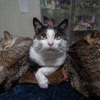 元気に成長した3匹の猫