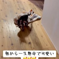 引きずる猫