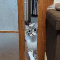 見上げる猫