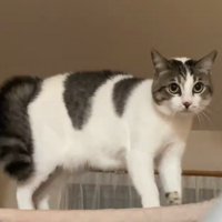 何かを見つめる猫