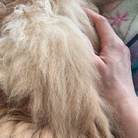 薄茶色の猫の背中に手を添える男性