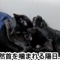噛まれる猫