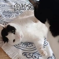 「負けた」のテロップ写真