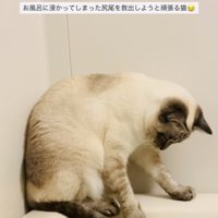 湯船に浸かった尻尾を救い出そうとするシャムミックス