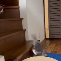 階段から落ちる子猫
