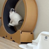 走る猫