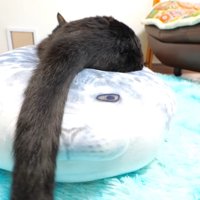 尻尾