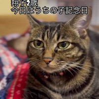 毛布の上でくつろぐ猫