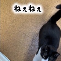 人の足元に立っている猫
