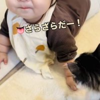 子猫に頬を舐められ顔をしかめる赤ちゃん