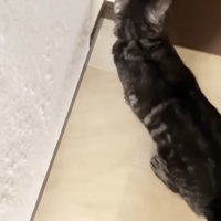 扉を開けるのを待つ猫