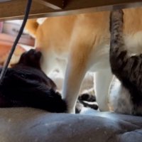 猫とプロレスする柴犬