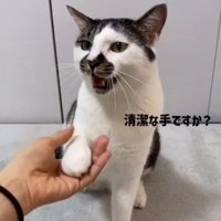 右前足を人の手に乗せる猫