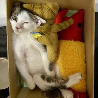 おもちゃの箱の中でくつろぐ子猫