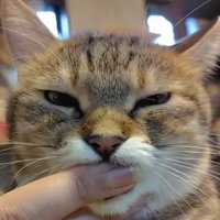 指をしゃぶる猫
