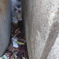 コンクリートの隙間に挟まる子猫